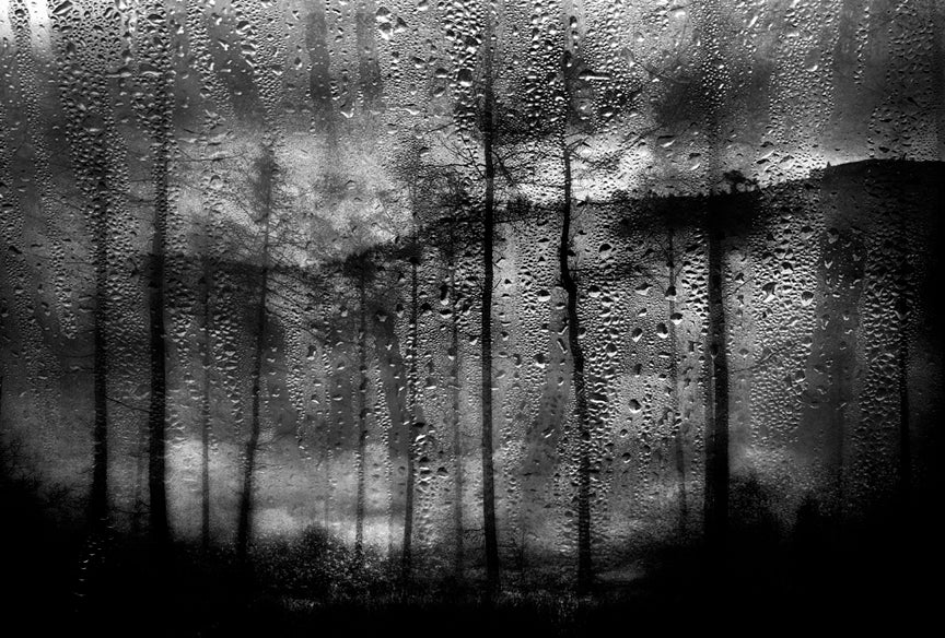 Peter Heaton Photography - Forest Rainscape