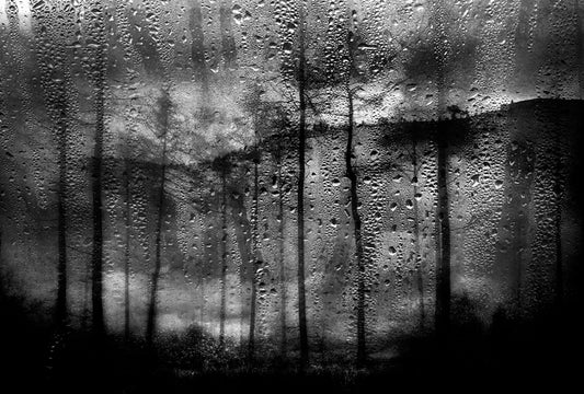 Peter Heaton Photography - Forest Rainscape