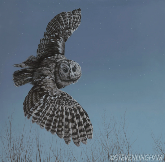 Steve Lingham - Night Flight, Tawny Owl