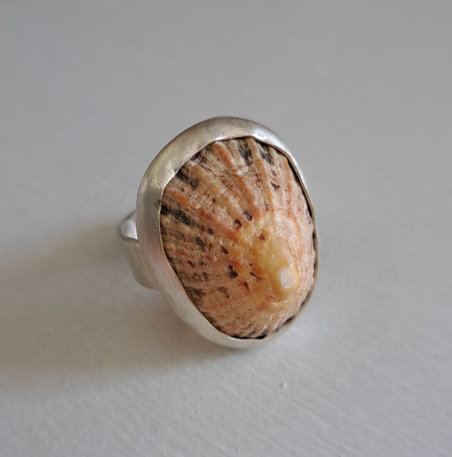 Carole Ramsden Silver - CR163 - Limpet shell and silver band ring