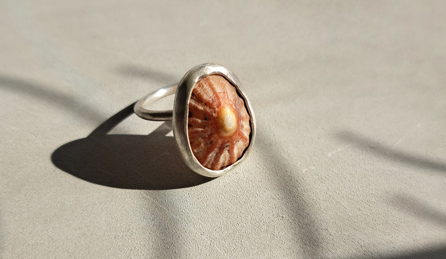 Carole Ramsden Silver - CR164 - Limpet shell and silver narrow band ring