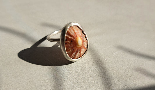 Carole Ramsden Silver - CR164 - Limpet shell and silver narrow band ring