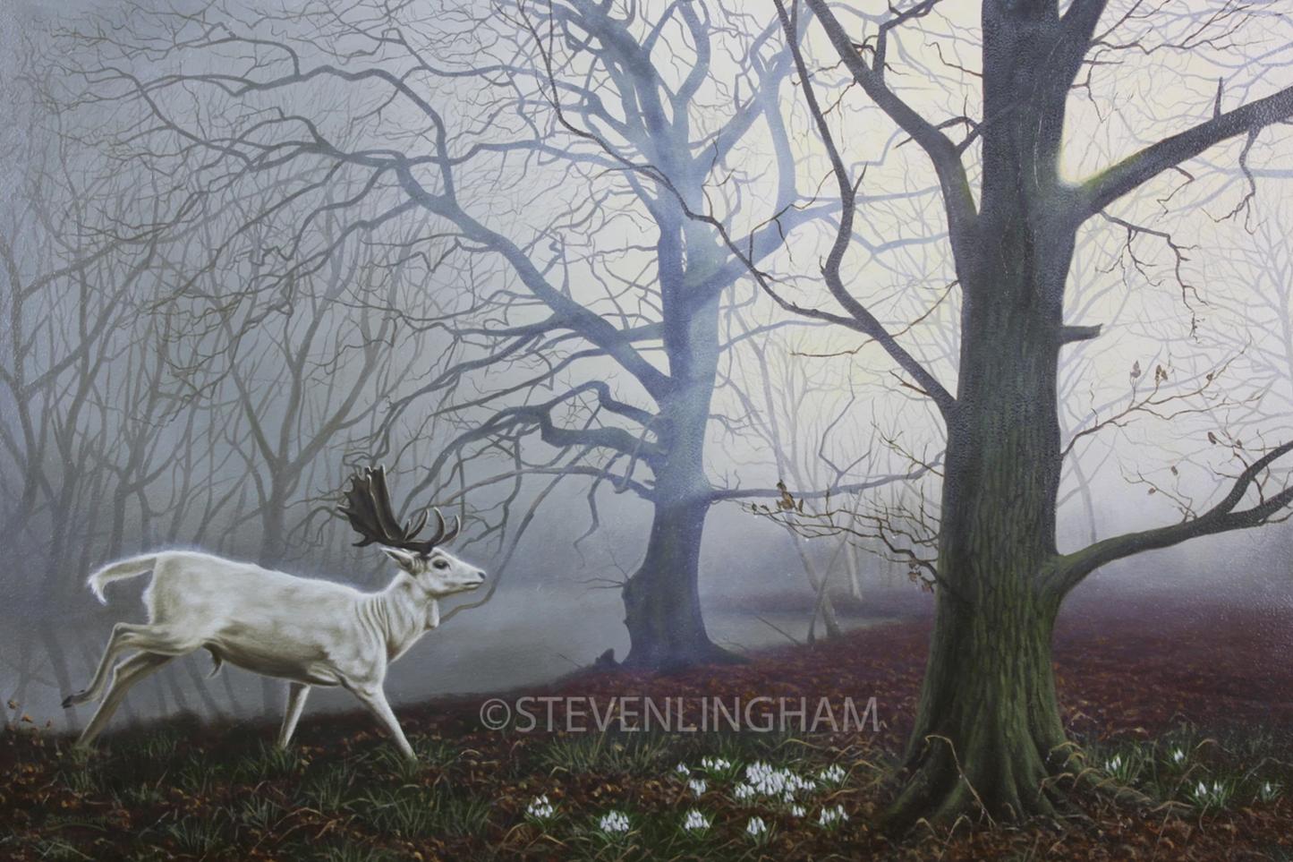 Steve Lingham - The White Hart, Fallow Deer Stag