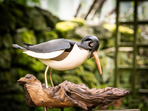 Mike Nowill - Wood Sculptures, Oyster Catcher