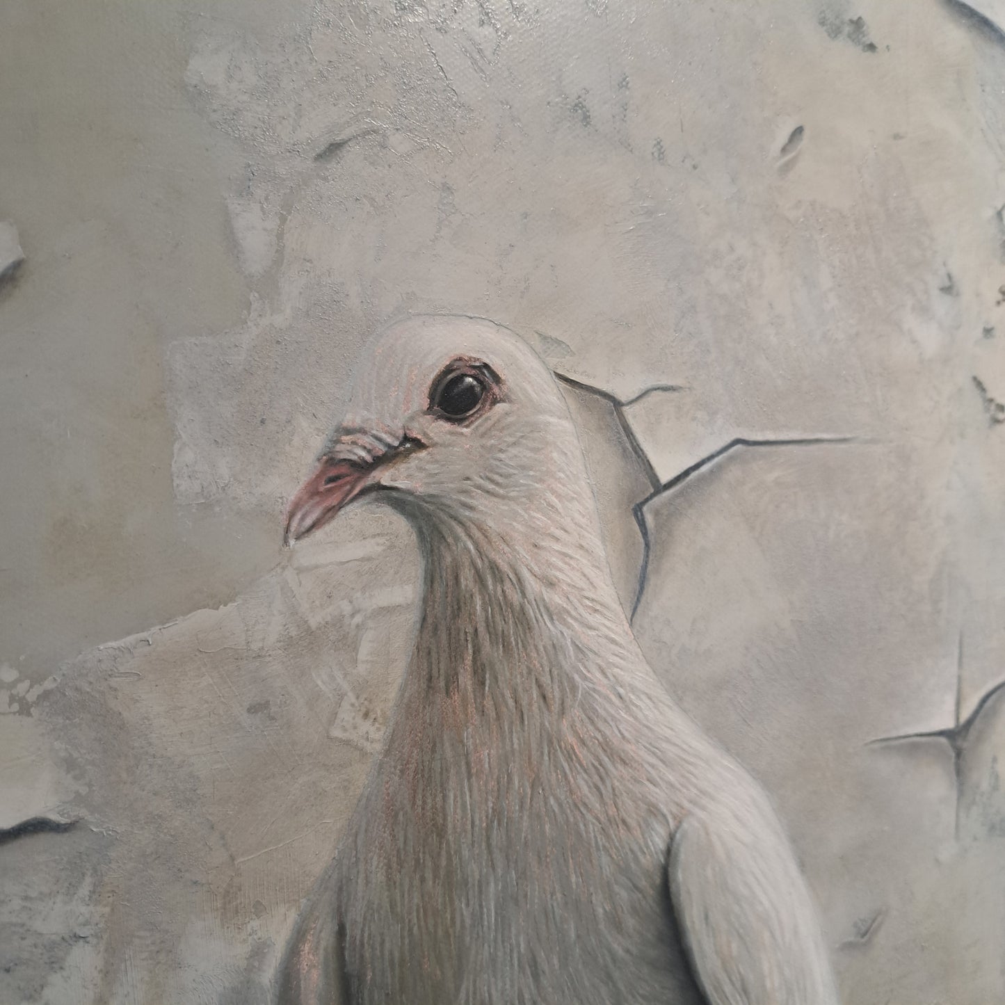 Sarah Williams - Dove oil painting