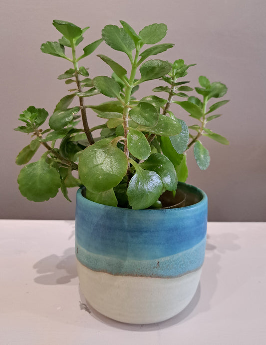 Lorna Gilbert Ceramics - Plant Pot Skyline